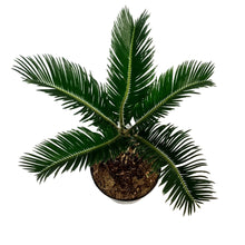 Load image into Gallery viewer, Palm, 6in, Sago