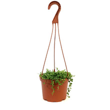 Load image into Gallery viewer, String of Pearls, 6in HB, Variegated
