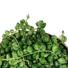 Load image into Gallery viewer, String of Pearls, 6in HB, Variegated