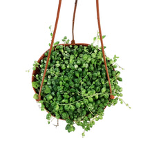 Load image into Gallery viewer, String of Pearls, 6in HB, Variegated