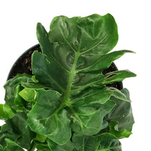 Load image into Gallery viewer, Philodendron, 8in, Super Atom
