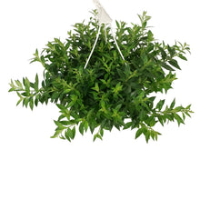 Load image into Gallery viewer, Lipstick Plant, 8in HB, Purple Star