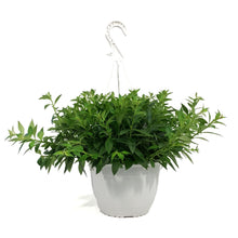 Load image into Gallery viewer, Lipstick Plant, 8in HB, Purple Star