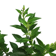Load image into Gallery viewer, Lipstick Plant, 8in HB, Purple Star