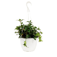 Load image into Gallery viewer, Lipstick Plant, 8in HB, Red Leaf