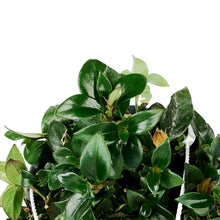 Load image into Gallery viewer, Lipstick Plant, 8in HB, Red Leaf