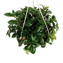 Load image into Gallery viewer, Lipstick Plant, 8in HB, Red Leaf