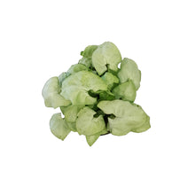 Load image into Gallery viewer, Syngonium, 4in, Moonshine