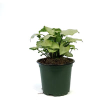 Load image into Gallery viewer, Syngonium, 4in, Moonshine