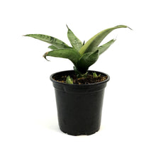 Load image into Gallery viewer, Sansevieria, 4in, Night Owl