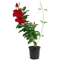Load image into Gallery viewer, Mandevilla, 4in, Dark Red