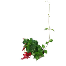 Load image into Gallery viewer, Mandevilla, 4in, Dark Red