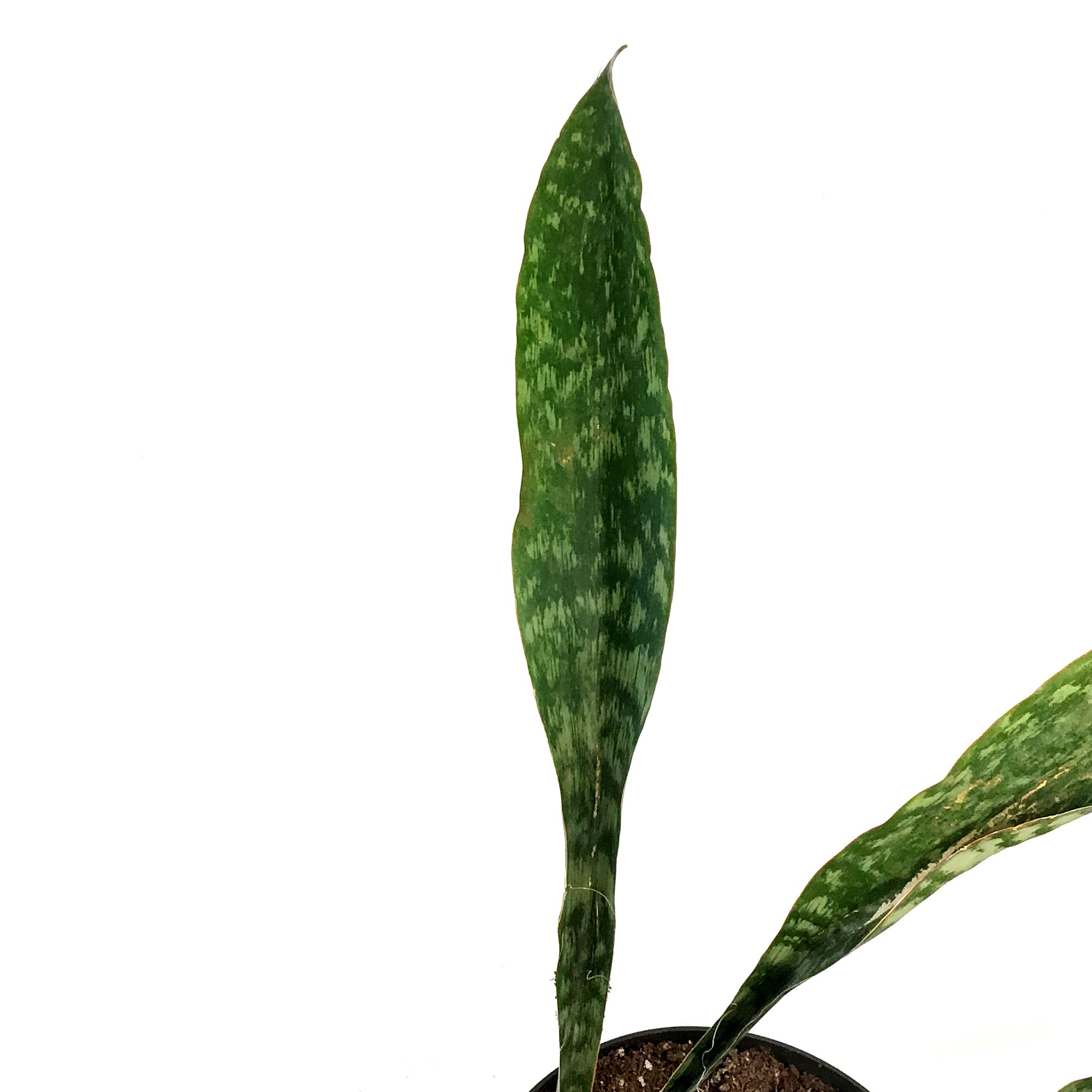 Sansevieria, 8in, Jaboa  Floral Acres Greenhouse & Garden Centre