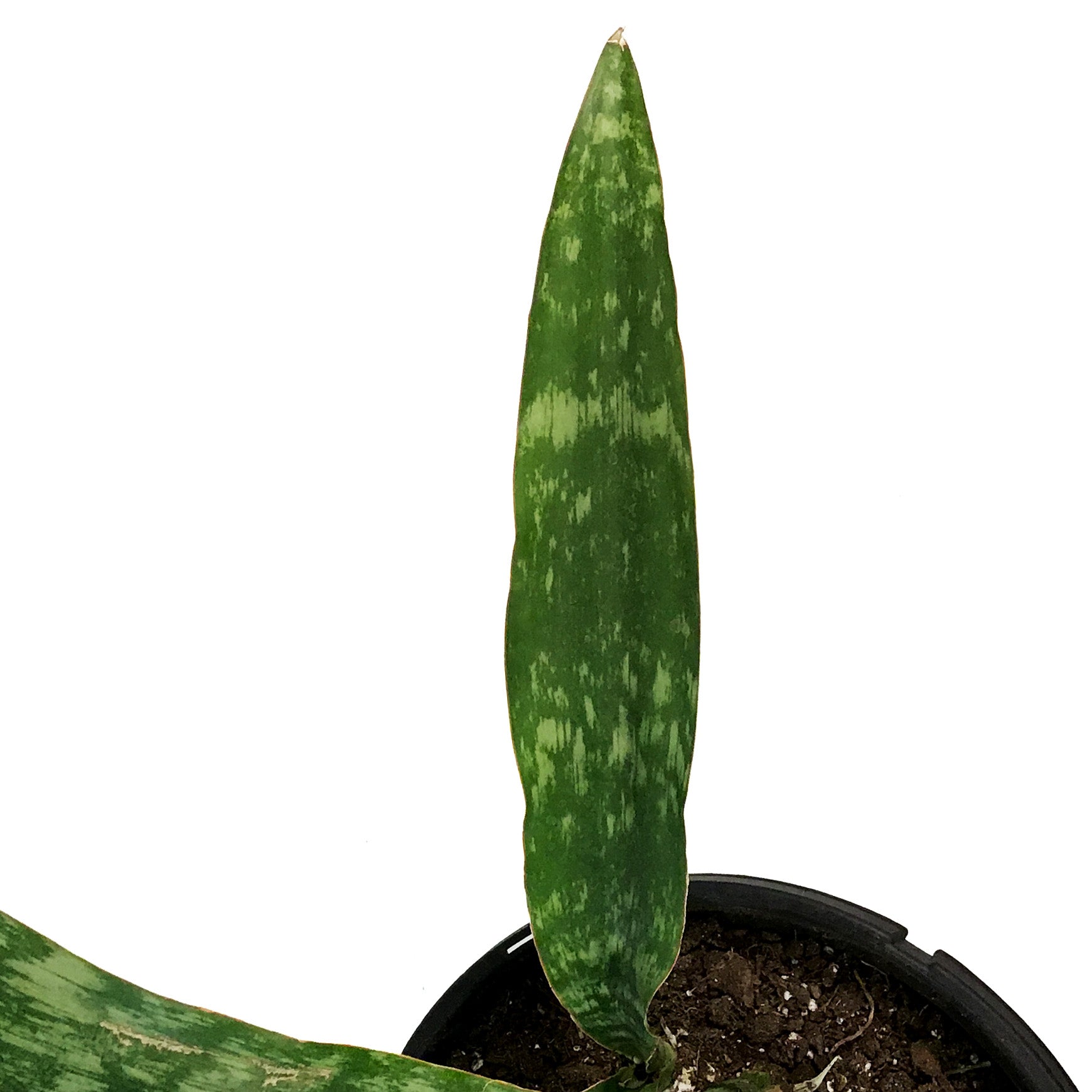 jaboa sansevieria Sansevieria, 10in, Jaboa – Floral Acres Greenhouse & Garden Centre