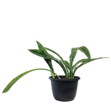 Load image into Gallery viewer, Sansevieria, 10in, Jaboa