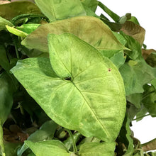 Load image into Gallery viewer, Syngonium, 10in HB, Candy