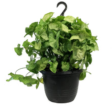 Load image into Gallery viewer, Syngonium, 10in HB, Creamsicle