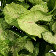 Load image into Gallery viewer, Syngonium, 10in HB, Creamsicle