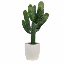 Load image into Gallery viewer, Cactus, 17cm, O. Rubescens 'Road Kill' in Ceramic