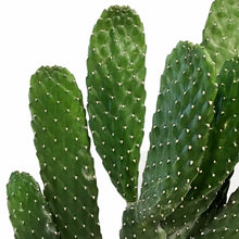 Load image into Gallery viewer, Cactus, 17cm, O. Rubescens 'Road Kill' in Ceramic