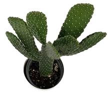 Load image into Gallery viewer, Cactus, 17cm, O. Rubescens 'Road Kill' in Ceramic