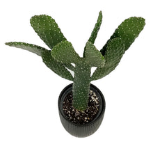 Load image into Gallery viewer, Cactus, 17cm, O. Rubescens 'Road Kill' in Ceramic