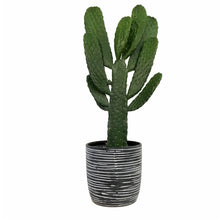 Load image into Gallery viewer, Cactus, 17cm, O. Rubescens 'Road Kill' in Ceramic