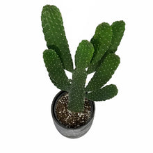 Load image into Gallery viewer, Cactus, 17cm, O. Rubescens 'Road Kill' in Ceramic