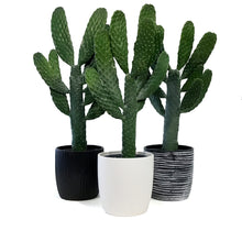 Load image into Gallery viewer, Cactus, 17cm, O. Rubescens 'Road Kill' in Ceramic