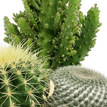 Load image into Gallery viewer, Cactus, 21cm, Mixed Cactus in Ceramic Bowl