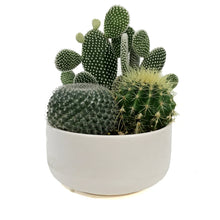 Load image into Gallery viewer, Cactus, 21cm, Mixed Cactus in Ceramic Bowl