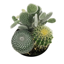 Load image into Gallery viewer, Cactus, 21cm, Mixed Cactus in Ceramic Bowl