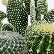 Load image into Gallery viewer, Cactus, 21cm, Mixed Cactus in Ceramic Bowl