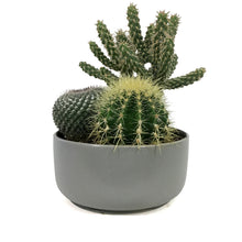 Load image into Gallery viewer, Cactus, 21cm, Mixed Cactus in Ceramic Bowl