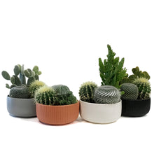 Load image into Gallery viewer, Cactus, 21cm, Mixed Cactus in Ceramic Bowl