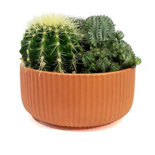 Load image into Gallery viewer, Cactus, 21cm, Mixed Cactus in Ceramic Bowl