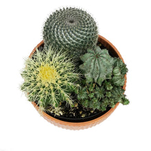 Load image into Gallery viewer, Cactus, 21cm, Mixed Cactus in Ceramic Bowl