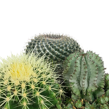 Load image into Gallery viewer, Cactus, 21cm, Mixed Cactus in Ceramic Bowl