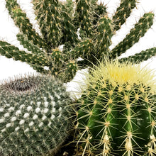 Load image into Gallery viewer, Cactus, 21cm, Mixed Cactus in Ceramic Bowl