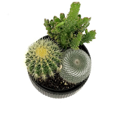 Load image into Gallery viewer, Cactus, 21cm, Mixed Cactus in Ceramic Bowl