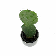 Load image into Gallery viewer, Cactus, 9cm, O. Basilaris 'Beavertail' in Ceramic