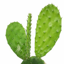Load image into Gallery viewer, Cactus, 9cm, O. Basilaris 'Beavertail' in Ceramic
