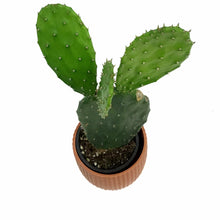 Load image into Gallery viewer, Cactus, 9cm, O. Basilaris 'Beavertail' in Ceramic