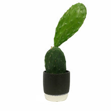 Load image into Gallery viewer, Cactus, 9cm, O. Basilaris 'Beavertail' in Ceramic