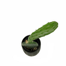 Load image into Gallery viewer, Cactus, 9cm, O. Basilaris 'Beavertail' in Ceramic