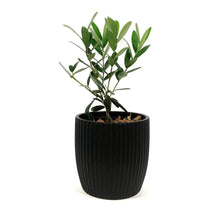 Load image into Gallery viewer, Olive, 9cm, in Ceramic Pot