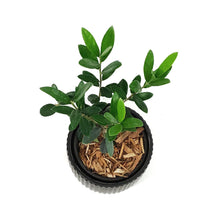 Load image into Gallery viewer, Olive, 9cm, in Ceramic Pot