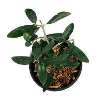 Load image into Gallery viewer, Olive, 9cm, in Ceramic Pot