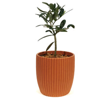 Load image into Gallery viewer, Olive, 9cm, in Ceramic Pot