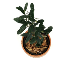 Load image into Gallery viewer, Olive, 9cm, in Ceramic Pot